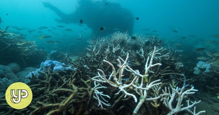 Pemanasan global menyebabkan suhu laut hangus pada rekor tertinggi di Thailand, melukai kehidupan akuatik – YP