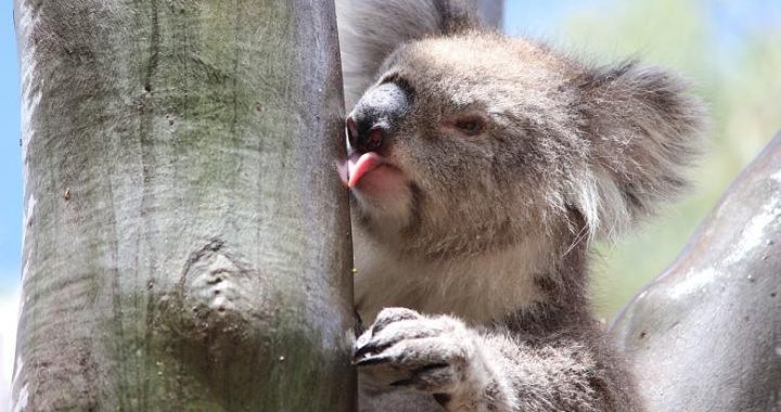 Koala mungkin punah di New South Wales Australia pada tahun 2050