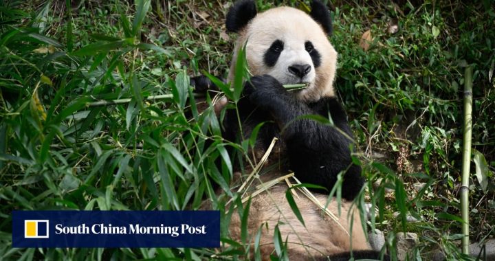 Bambu dapat menyediakan sumber protein baru ‘mirip dengan susu sapi’: studi Cina