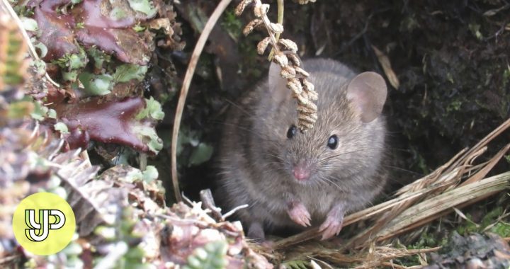 Ini adalah dunia tikus-makan-burung di Pulau Marion, tetapi para ilmuwan berencana untuk memusnahkan hewan pengerat invasif ini – YP